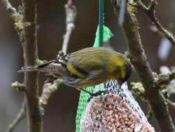 Image of Eurasian Siskin