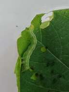 Image de Copidosoma floridanum (Ashmead 1900)