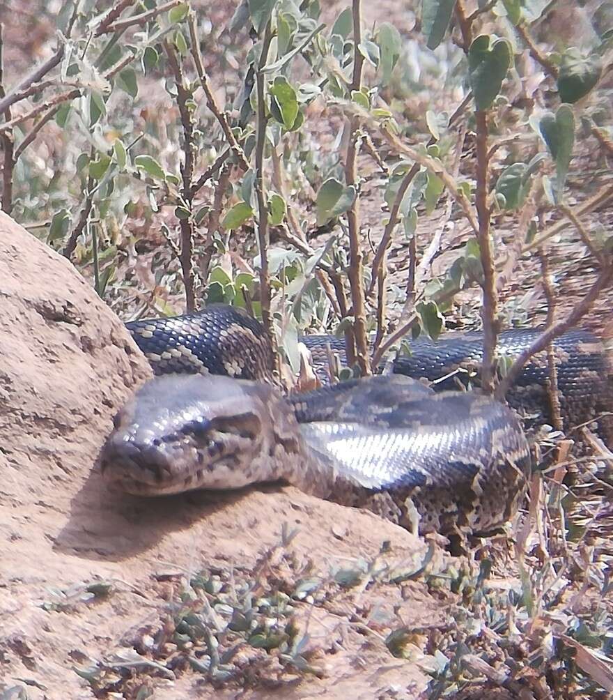 Image de Python natalensis A. Smith 1840