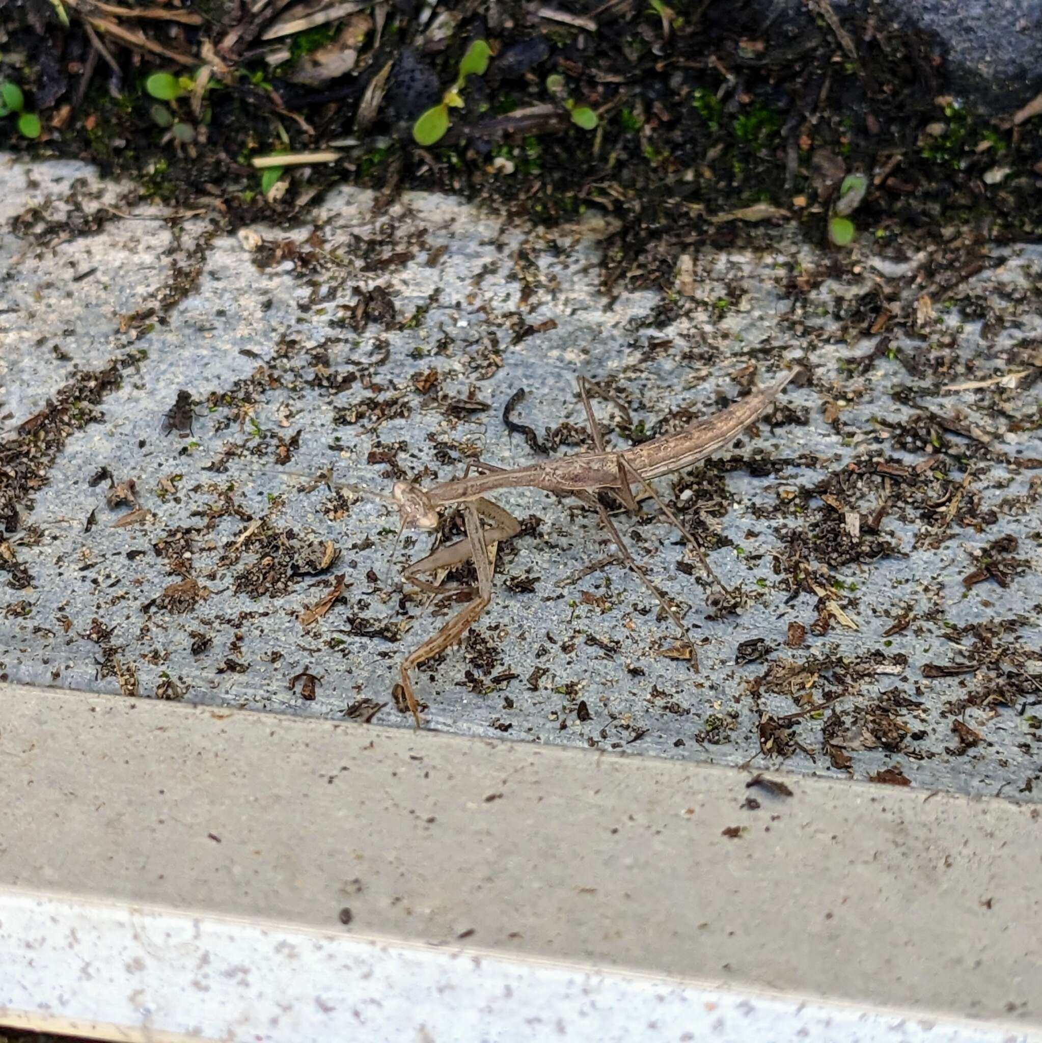 Image of Egyptian praying mantis