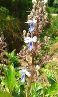 Image of blue fountain bush