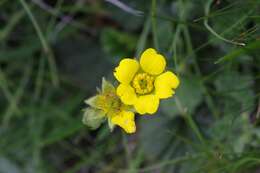 Image of Geum capense Thunb.