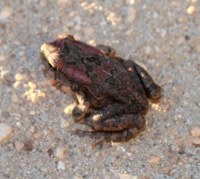 صورة Sclerophrys capensis Tschudi 1838