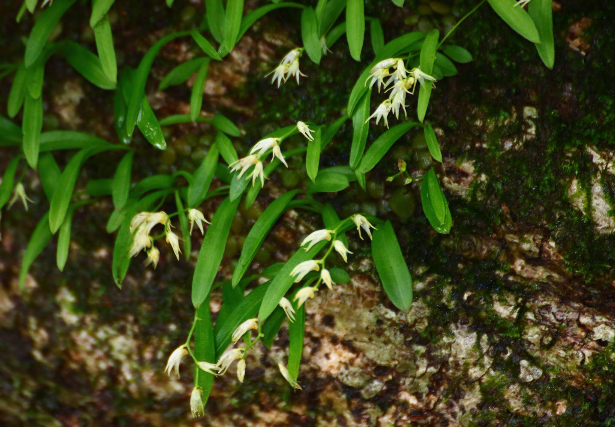 Image of Porpax microchilos