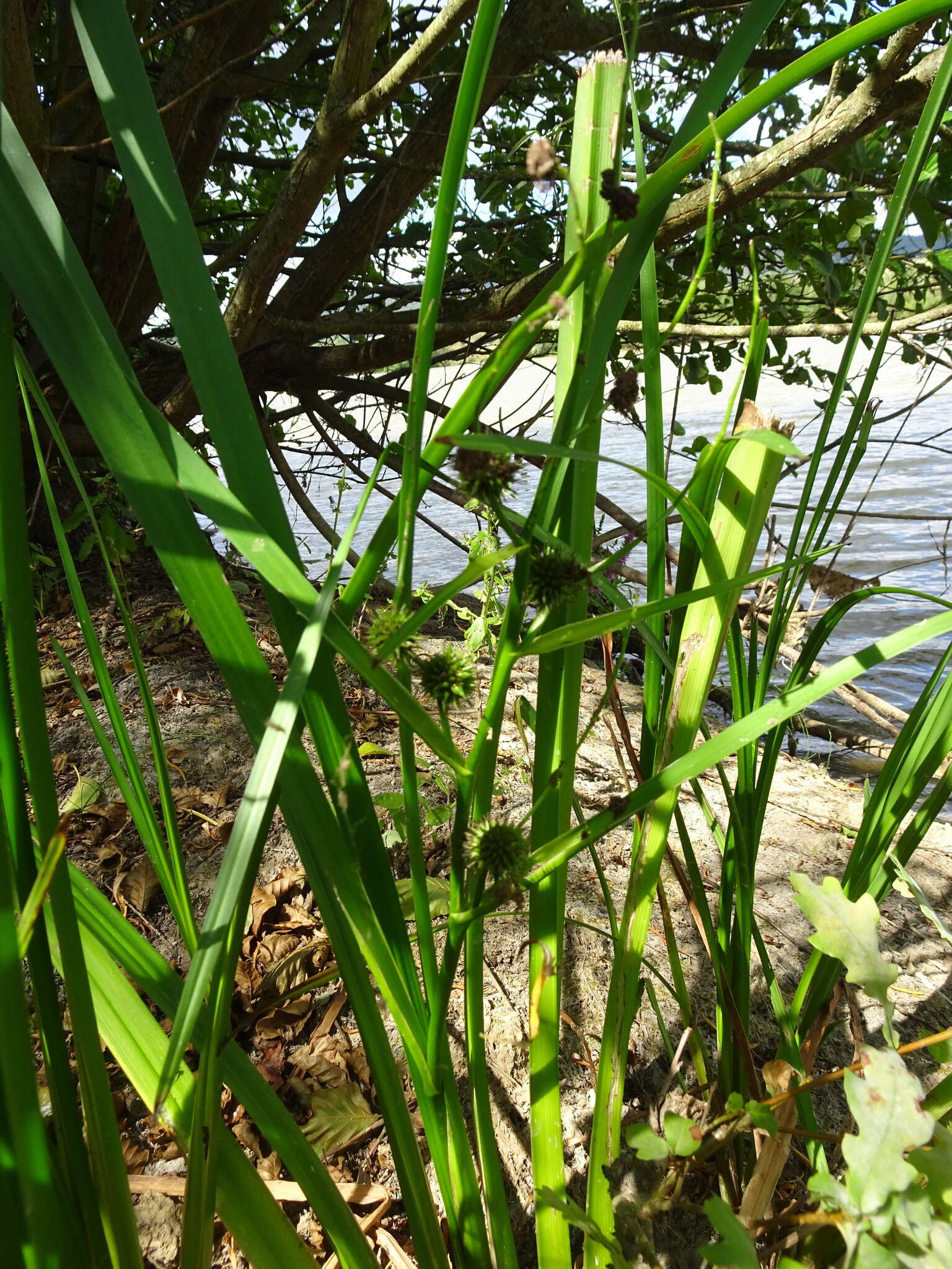 Image of Branched Bur-reed