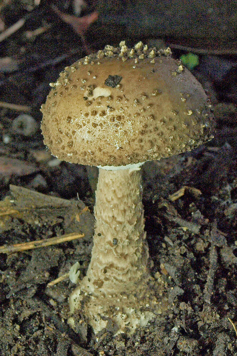 Image de Amanita cinereoannulosa Cleland 1933