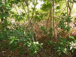 Image of red mangrove