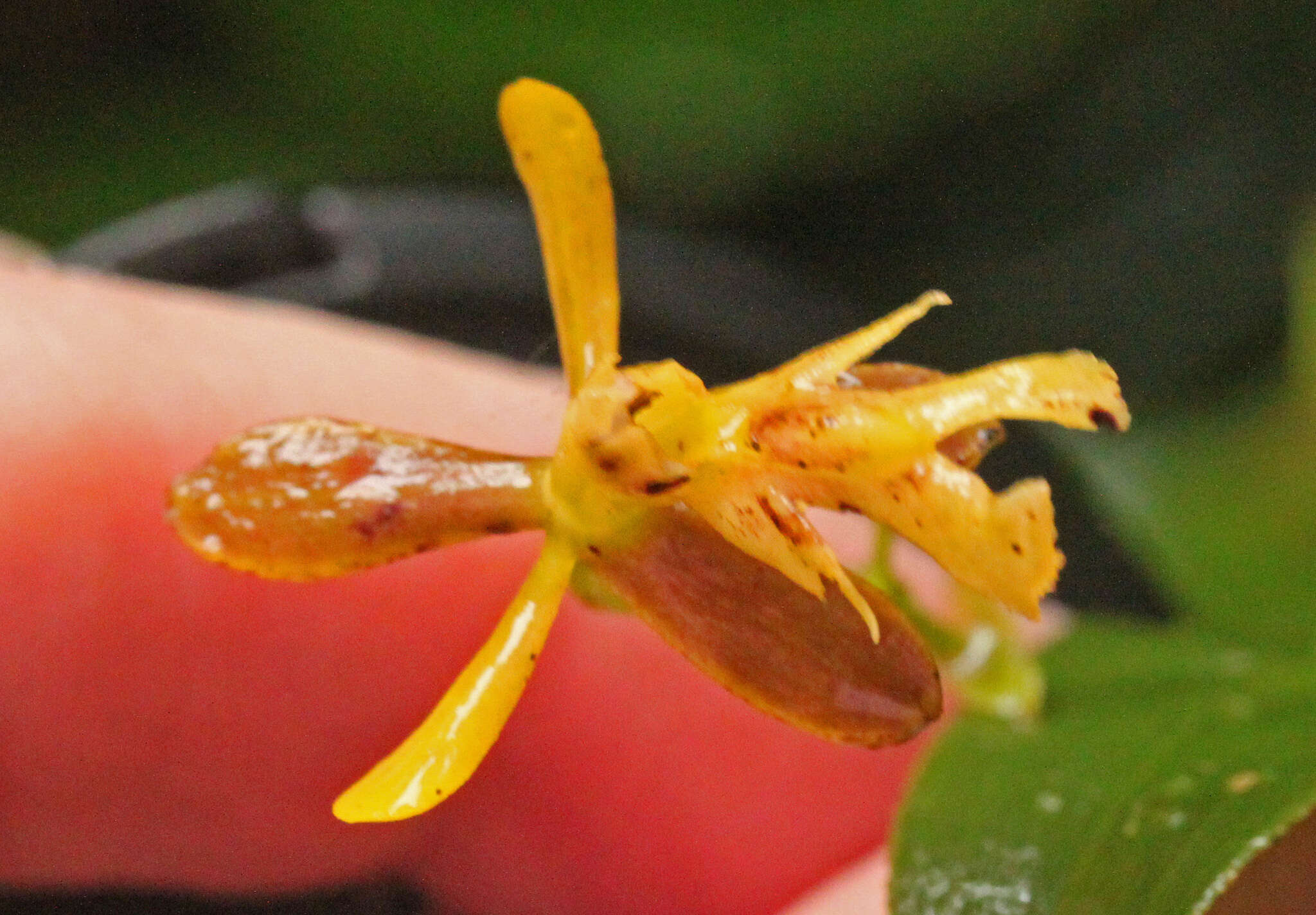 Image of Epidendrum exasperatum Rchb. fil.