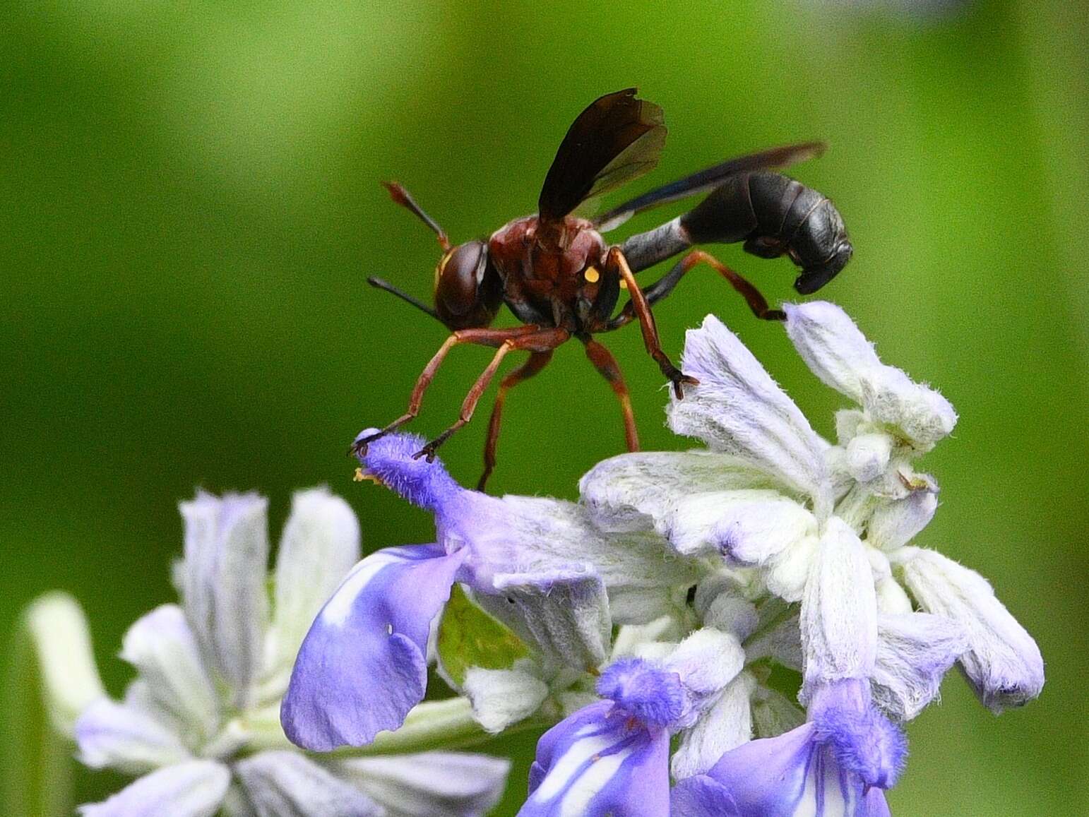 Imagem de Physocephala floridana Camras 1957