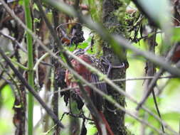 Image of Pearled Treerunner