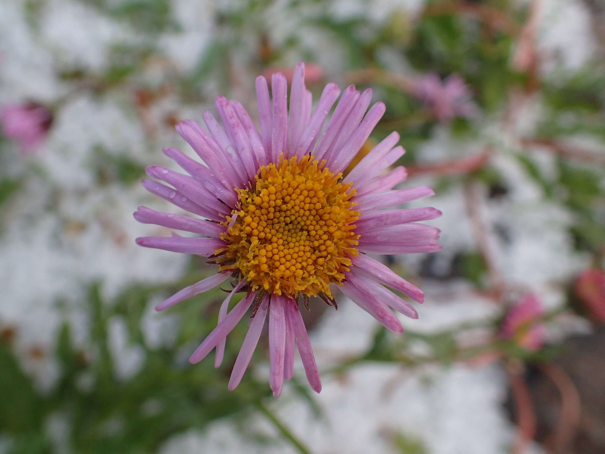 Image de Erigeron caucasicus Stev.