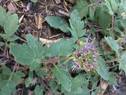 Image of waterleaf phacelia