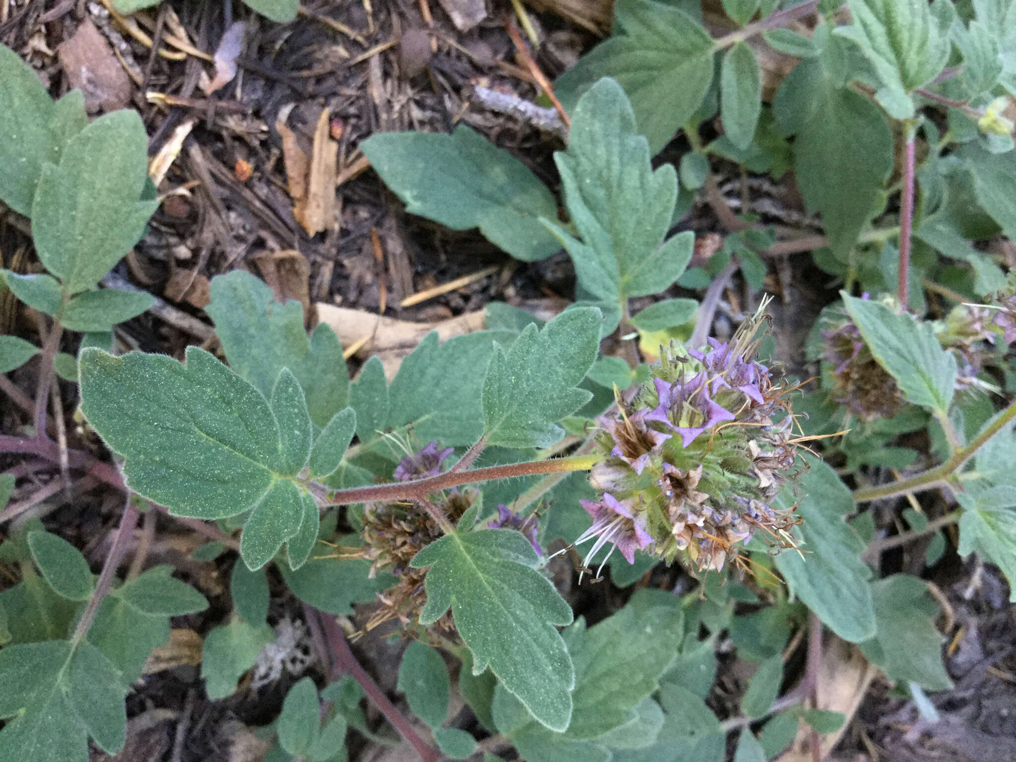 Image of waterleaf phacelia