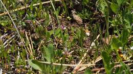 Plancia ëd Valeriana ciliosa (Greene) Byng & Christenh.