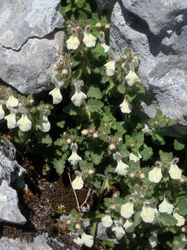 Image of Stachys corsica Pers.