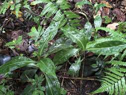 Image of Goodyera fumata Thwaites