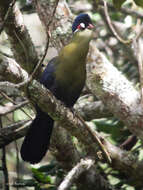 Image of Hartlaub's Turaco