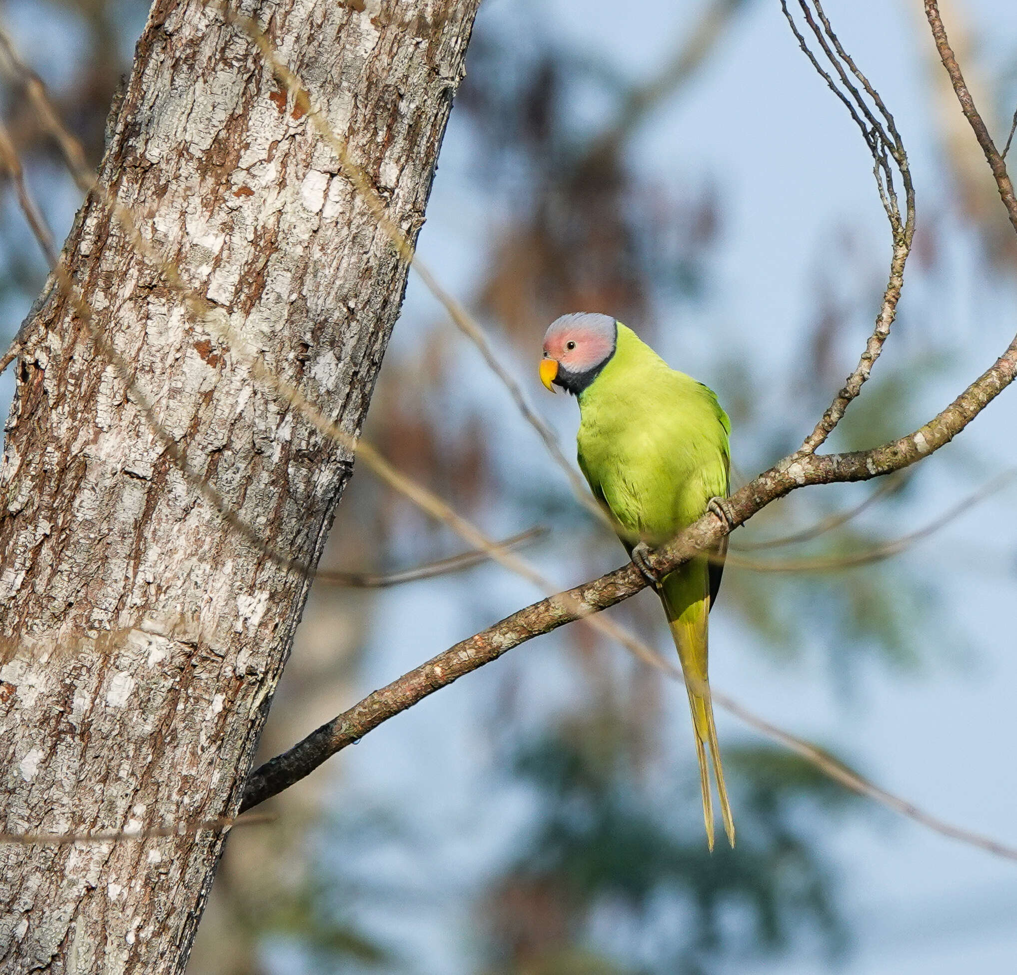 Image of Blossom-headed Parakeet