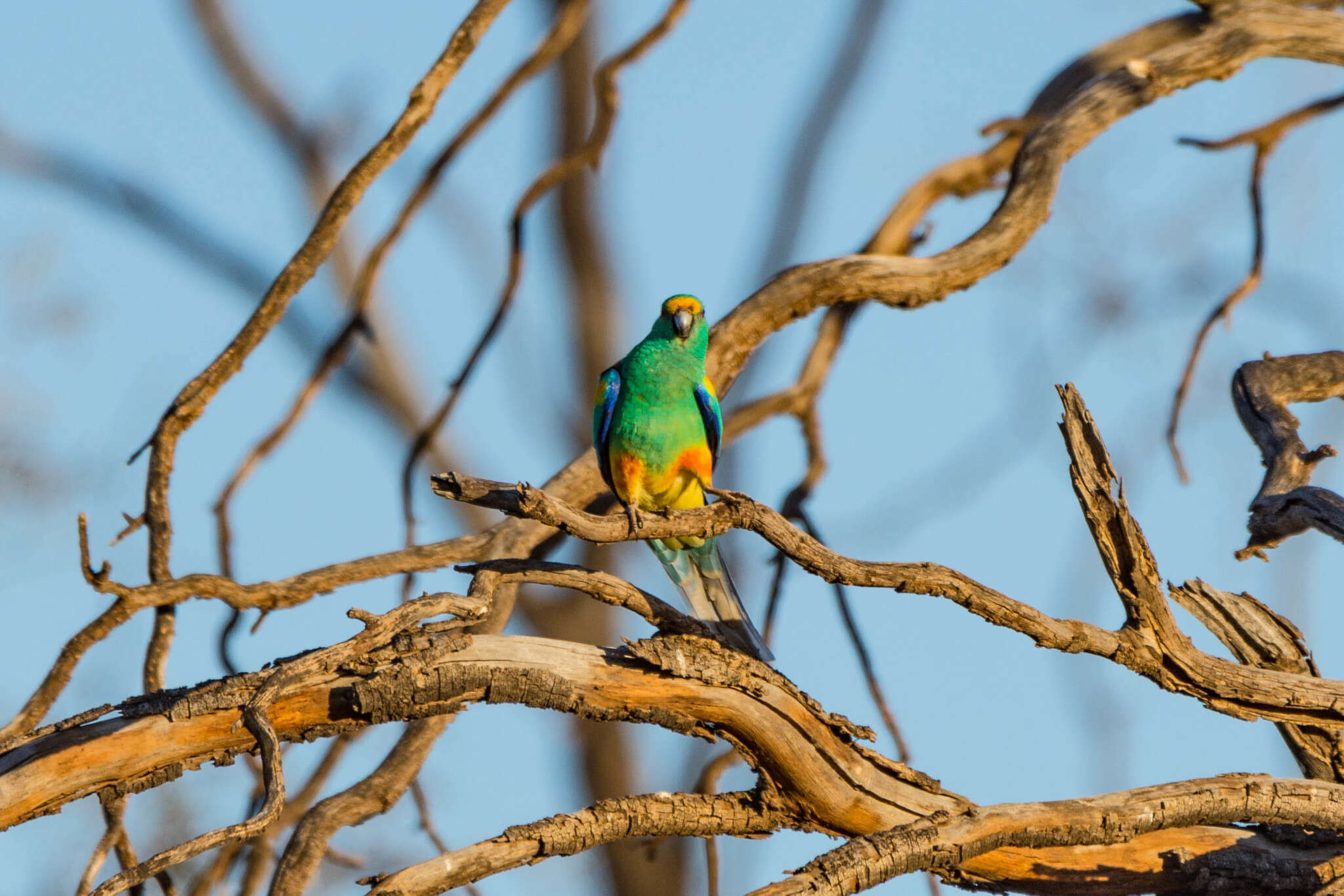 Image of Many-coloured Parakeet