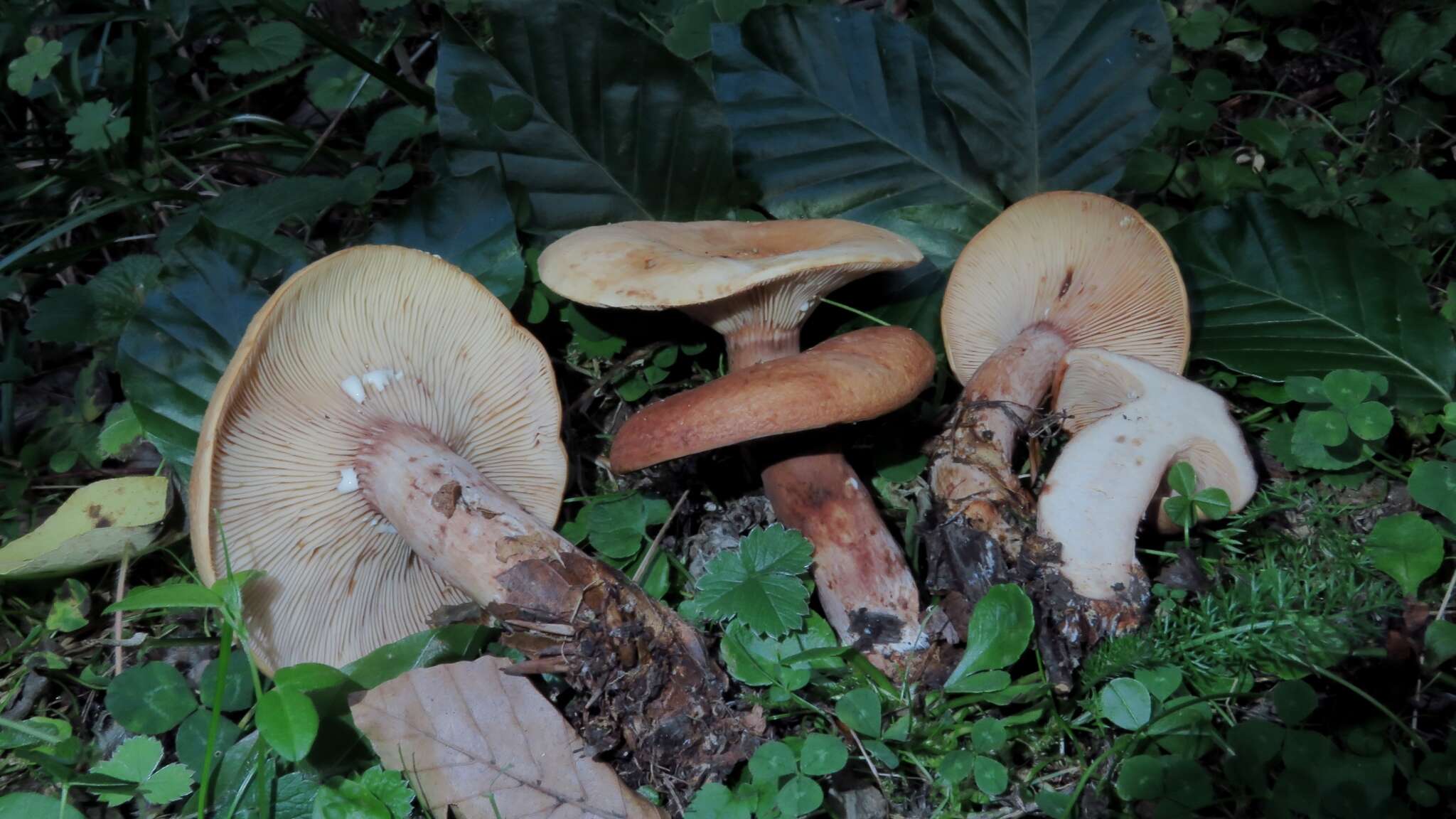 Image of Lactarius rubrocinctus Fr. 1863