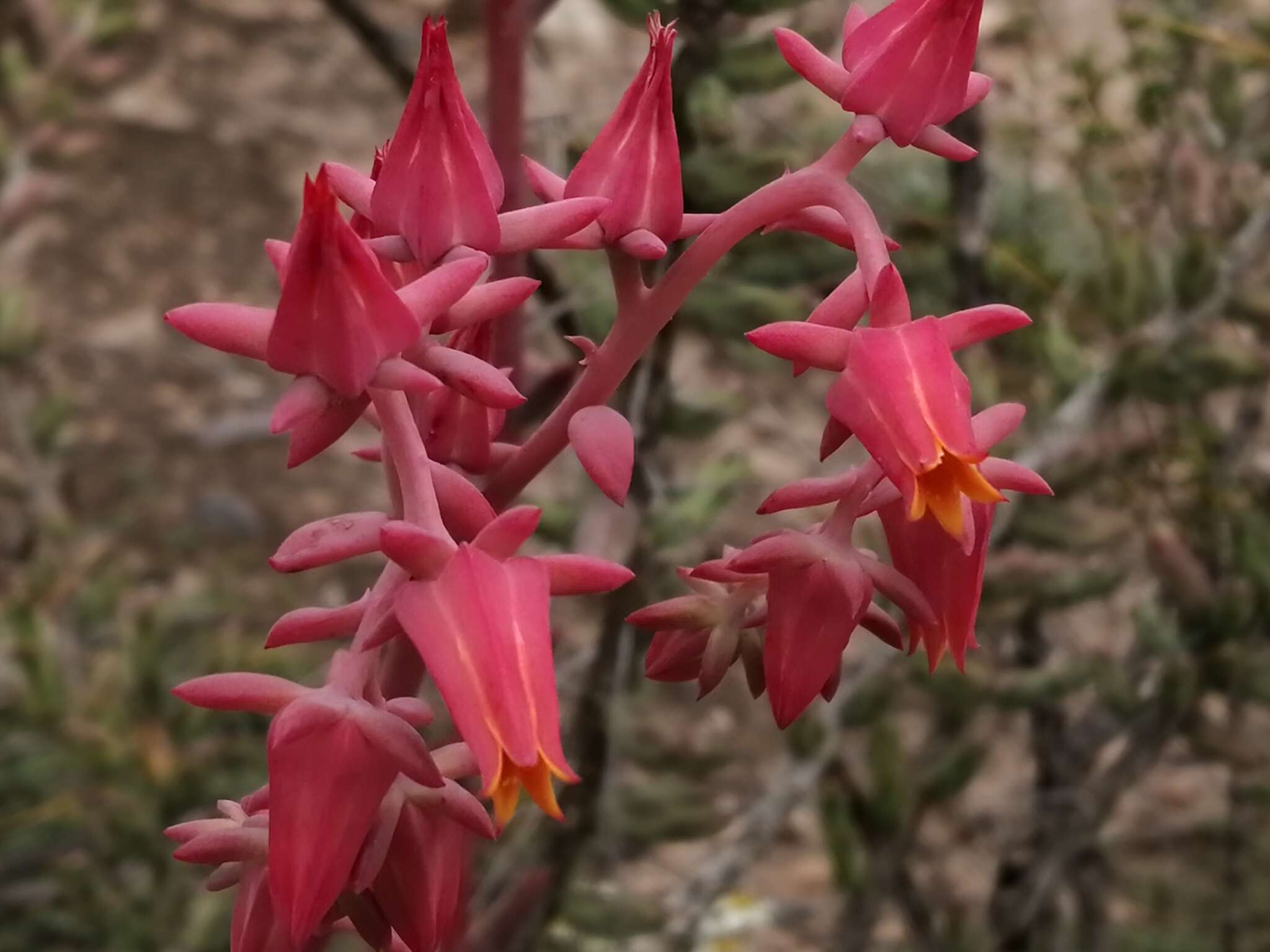 Imagem de Echeveria schaffneri (S. Wats.) Rose