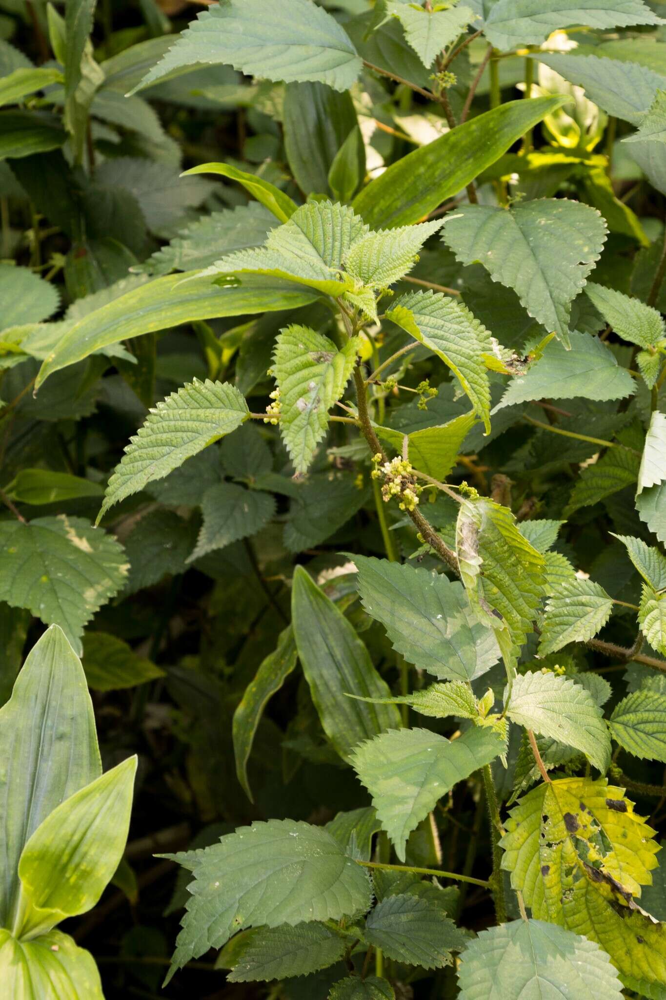 Image of Laportea peduncularis subsp. latidens I. Friis