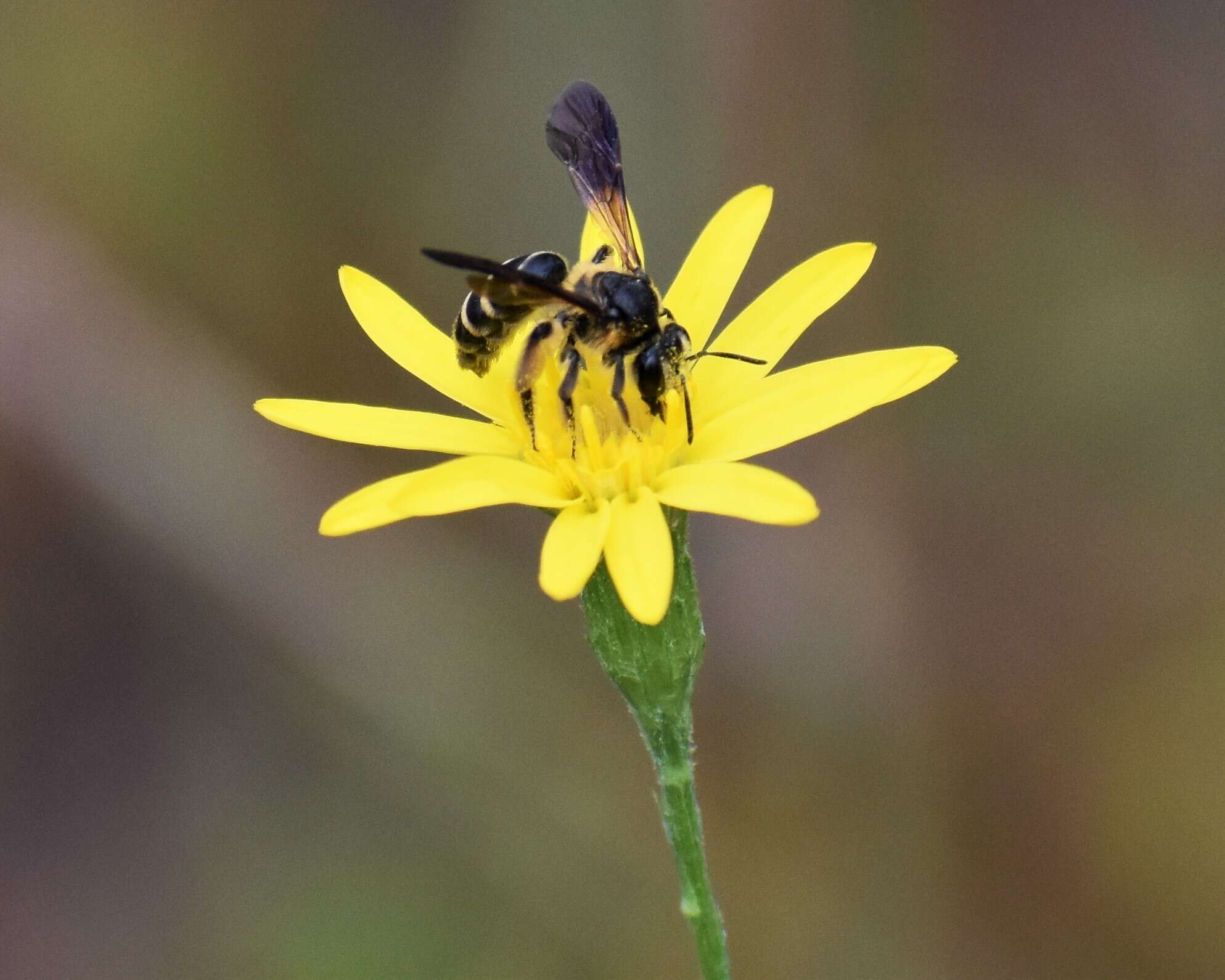 Image of Andrena fulvipennis Smith 1853