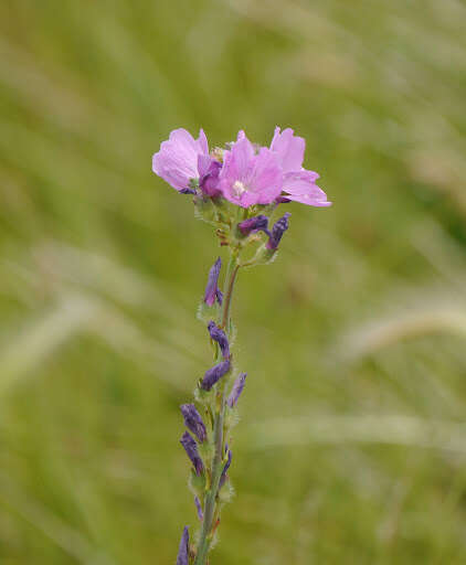 Imagem de Sidalcea neomexicana A. Gray