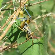 Image of Arid Lands Spur-Throat Grasshopper