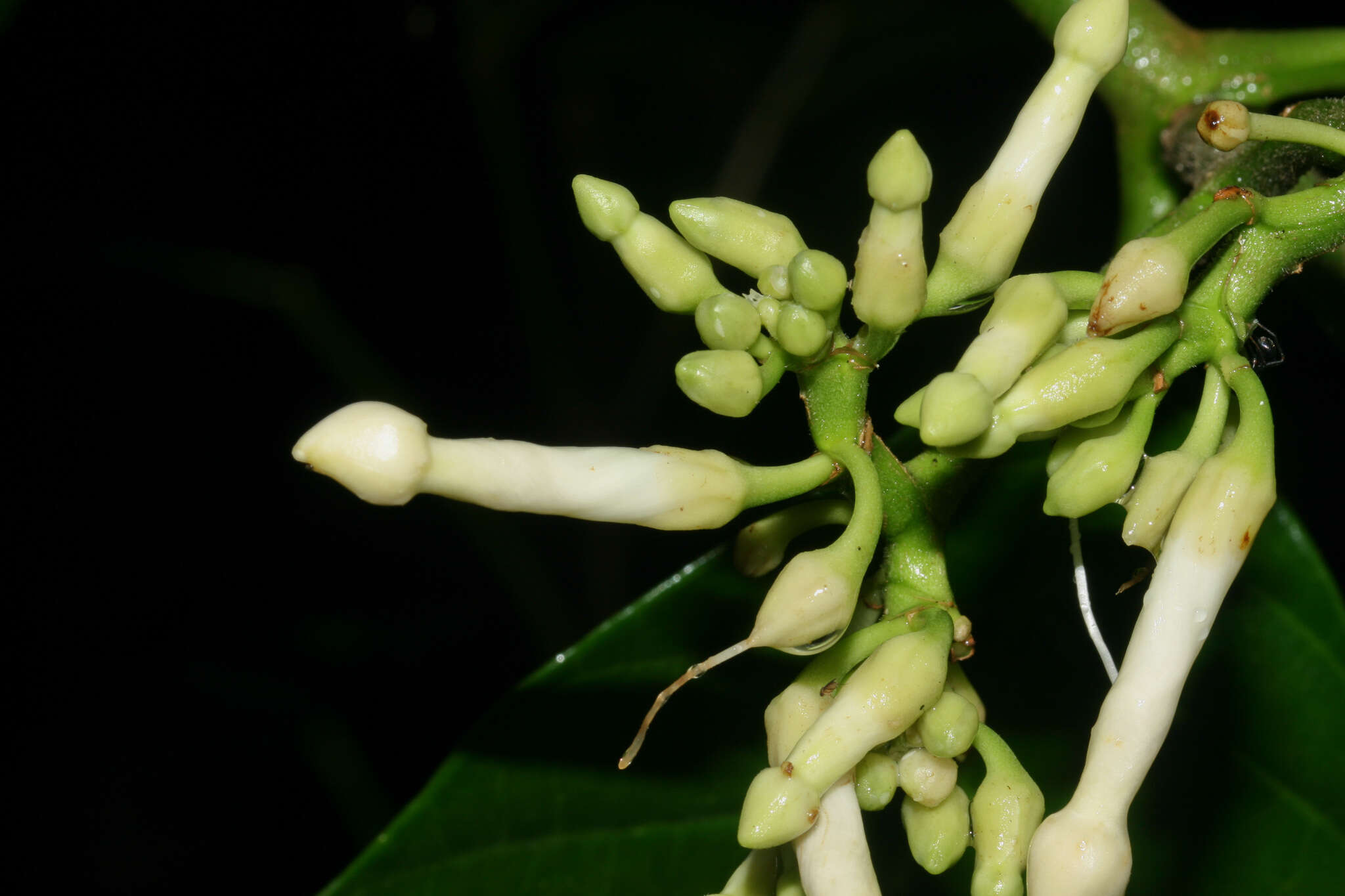 Tabernaemontana siphilitica (L. fil.) A. J. M. Leeuwenberg resmi