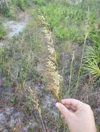 Image of Lopsided Indian Grass