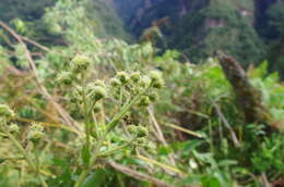 Image of Baccharis oblongifolia (Ruiz & Pav.) Pers.