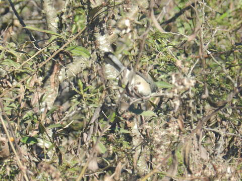 Image of Black-capped Warbling Finch