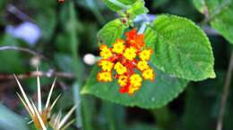 Image de Lantana camara subsp. camara