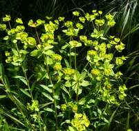 Image of Geraldton carnation weed