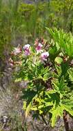 Image of Pelargonium citronellum J. J. A. Van der Walt