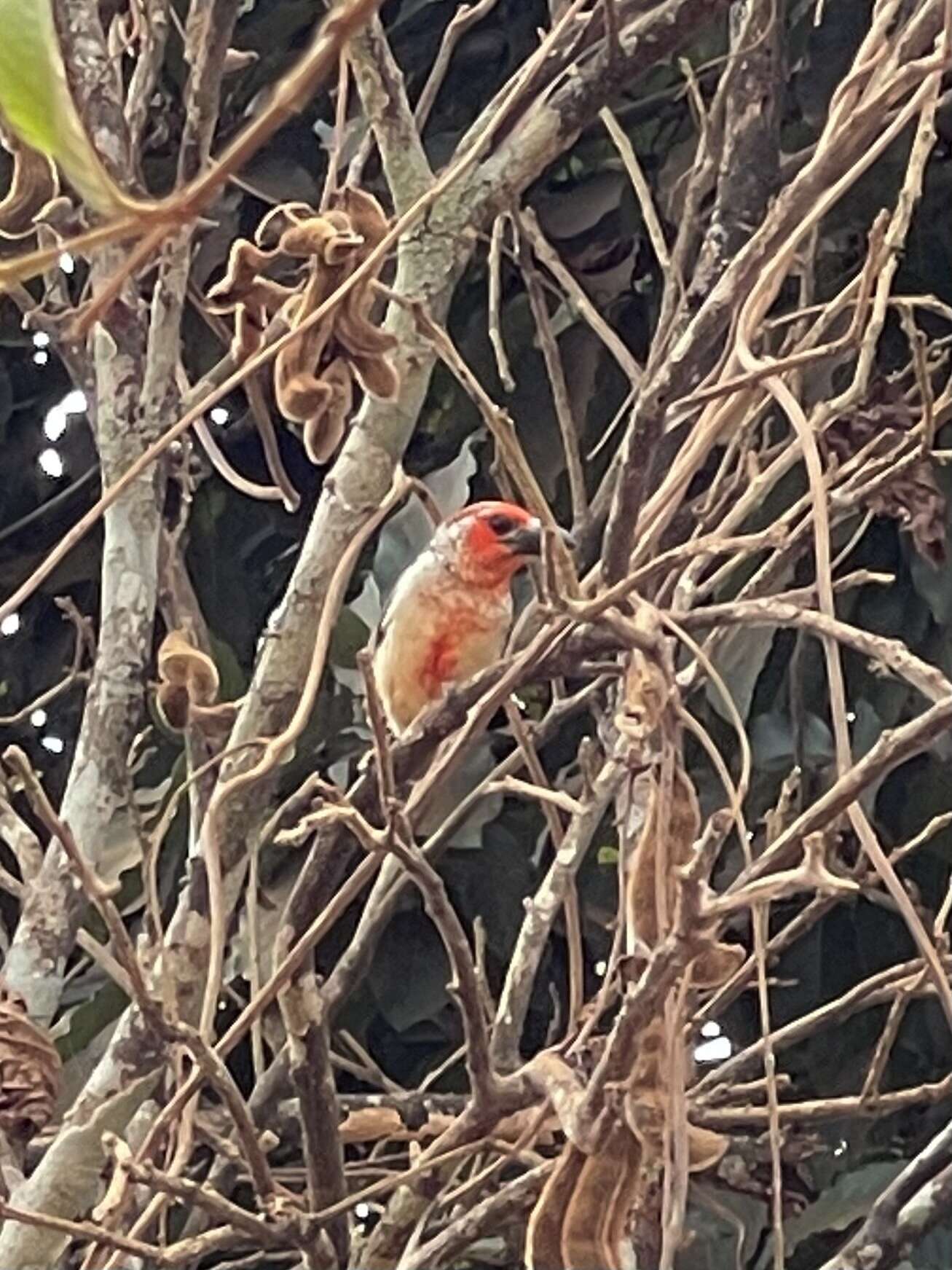 Image of Vieillot's Barbet