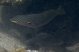 Image of Red-shoulder wrasse