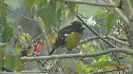 Image of Black-backed Grosbeak