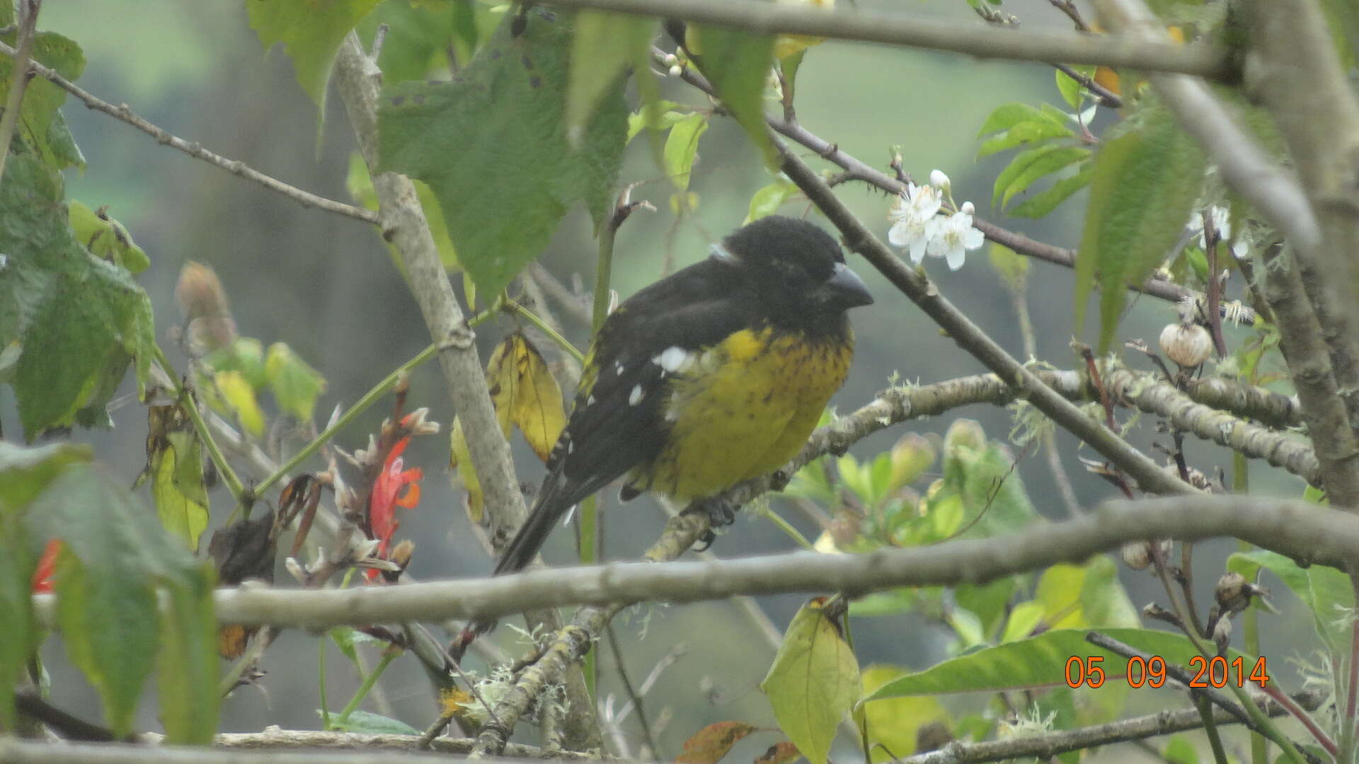 Image of Black-backed Grosbeak