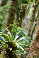 صورة Werauhia hygrometrica (André) J. R. Grant