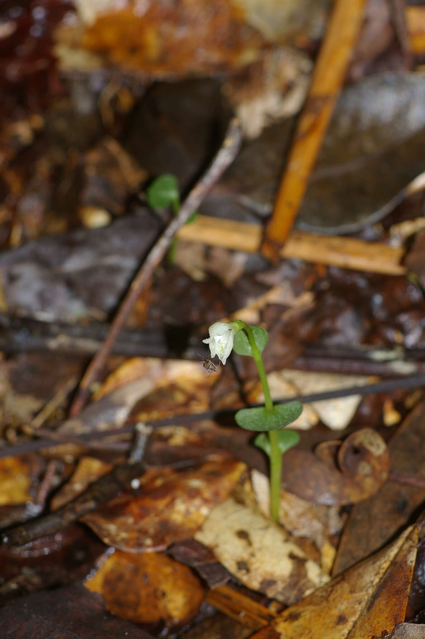 Sivun Triphora amazonica Schltr. kuva