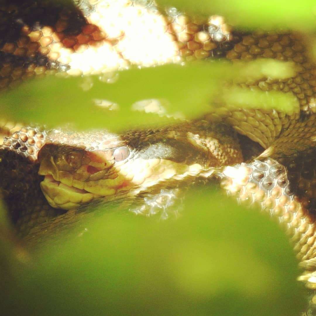 Image of Central American bushmaster