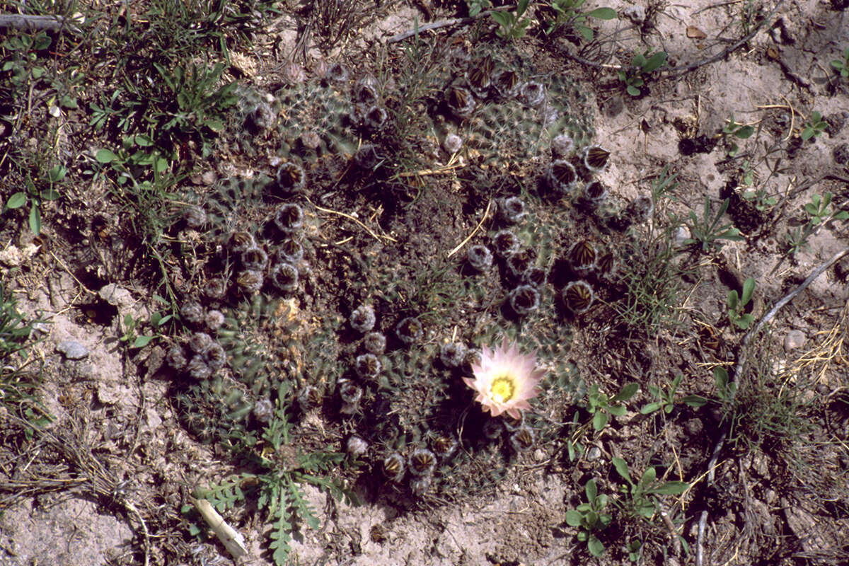 Image of Echinocereus sharpii