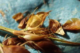 Image of Baldwin's Beak Sedge