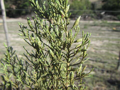 Image de Elytropappus adpressus Harv.