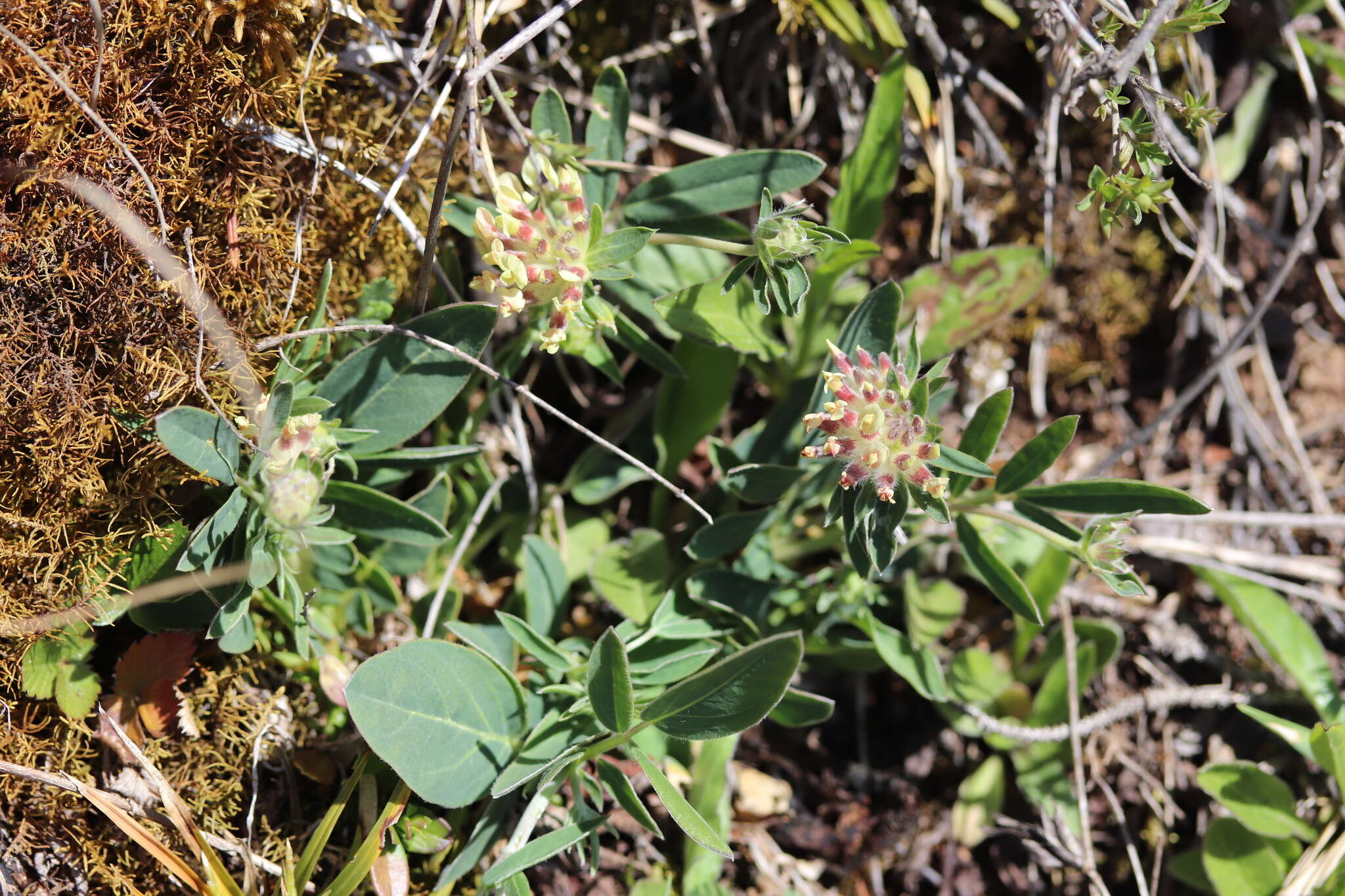 Image of Anthyllis vulneraria subsp. carpatica (Pant.) Nyman