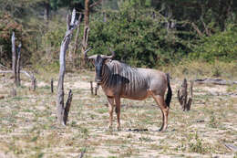 Image of Cookson's wildebeest