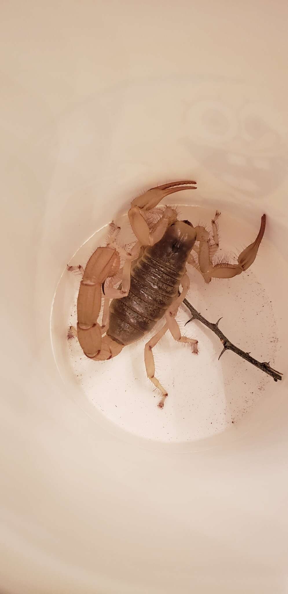 Image of Arizona Hairy Scorpion