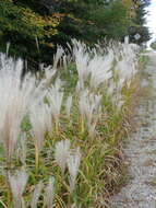 Imagem de Miscanthus sacchariflorus (Maxim.) Benth. & Hook. fil. ex Franch.